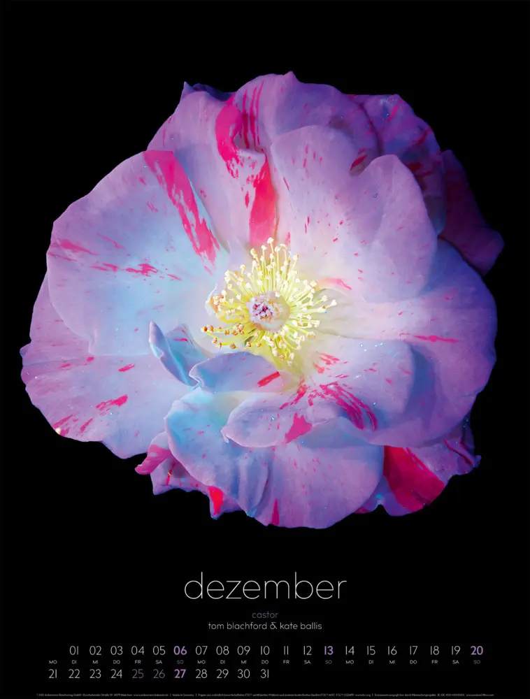 Bild: 9783838426662 | in bloom Kalender 2026 | Blachford (u. a.) | Kalender | Spiralbindung