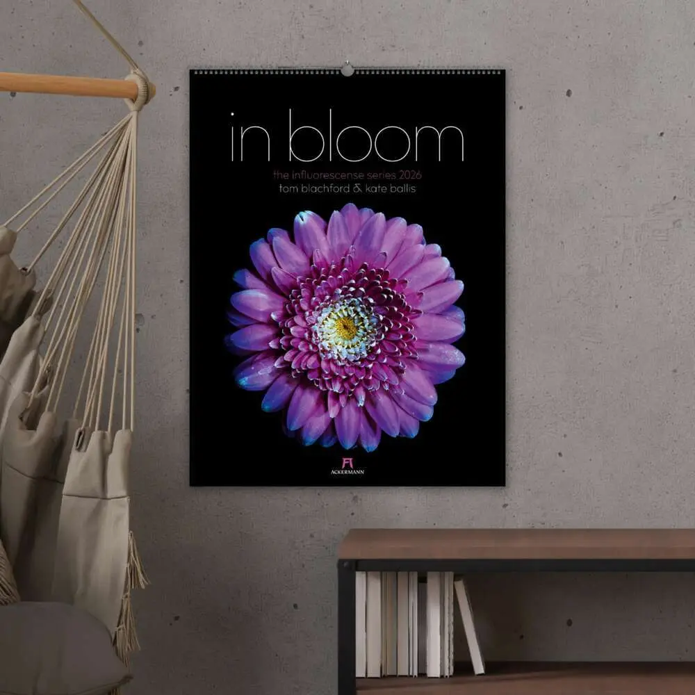 Bild: 9783838426662 | in bloom Kalender 2026 | Blachford (u. a.) | Kalender | Spiralbindung