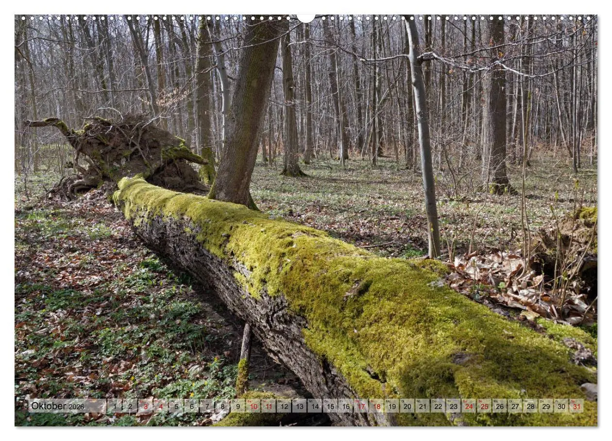 Bild: 9783457866962 | Der Hainich in Thüringen - Weltnaturerbe (Wandkalender 2026 DIN A2...