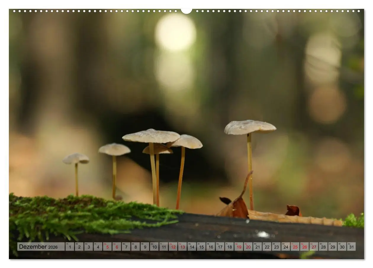 Bild: 9783457866962 | Der Hainich in Thüringen - Weltnaturerbe (Wandkalender 2026 DIN A2...