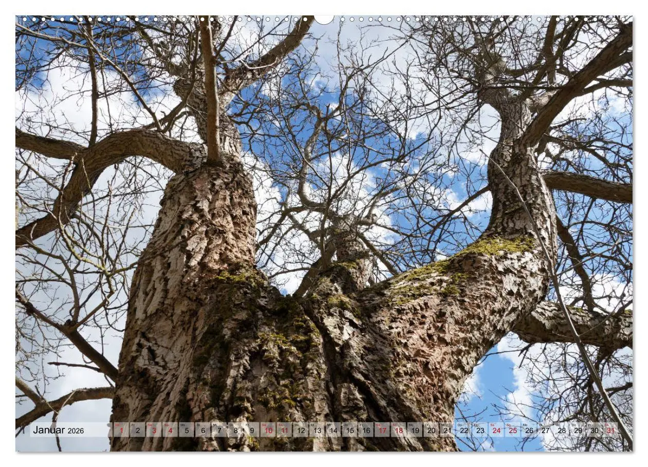 Bild: 9783457866962 | Der Hainich in Thüringen - Weltnaturerbe (Wandkalender 2026 DIN A2...