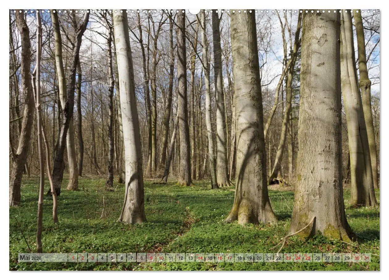 Bild: 9783457866962 | Der Hainich in Thüringen - Weltnaturerbe (Wandkalender 2026 DIN A2...