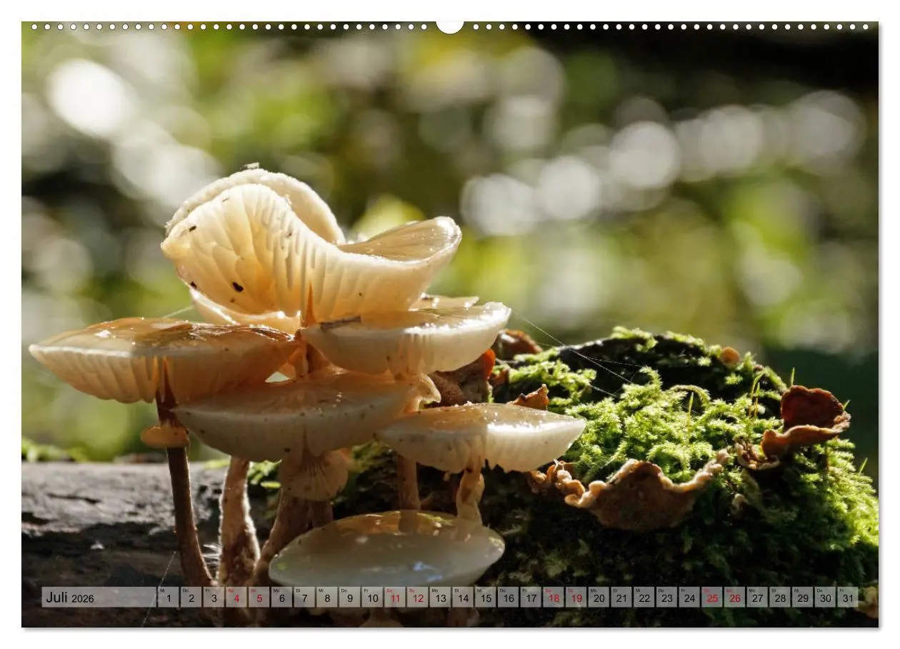 Bild: 9783457866962 | Der Hainich in Thüringen - Weltnaturerbe (Wandkalender 2026 DIN A2...