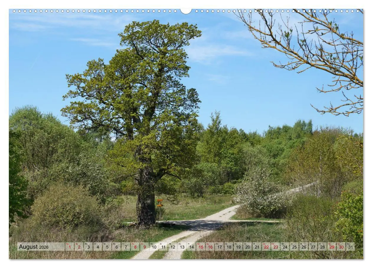 Bild: 9783457866962 | Der Hainich in Thüringen - Weltnaturerbe (Wandkalender 2026 DIN A2...