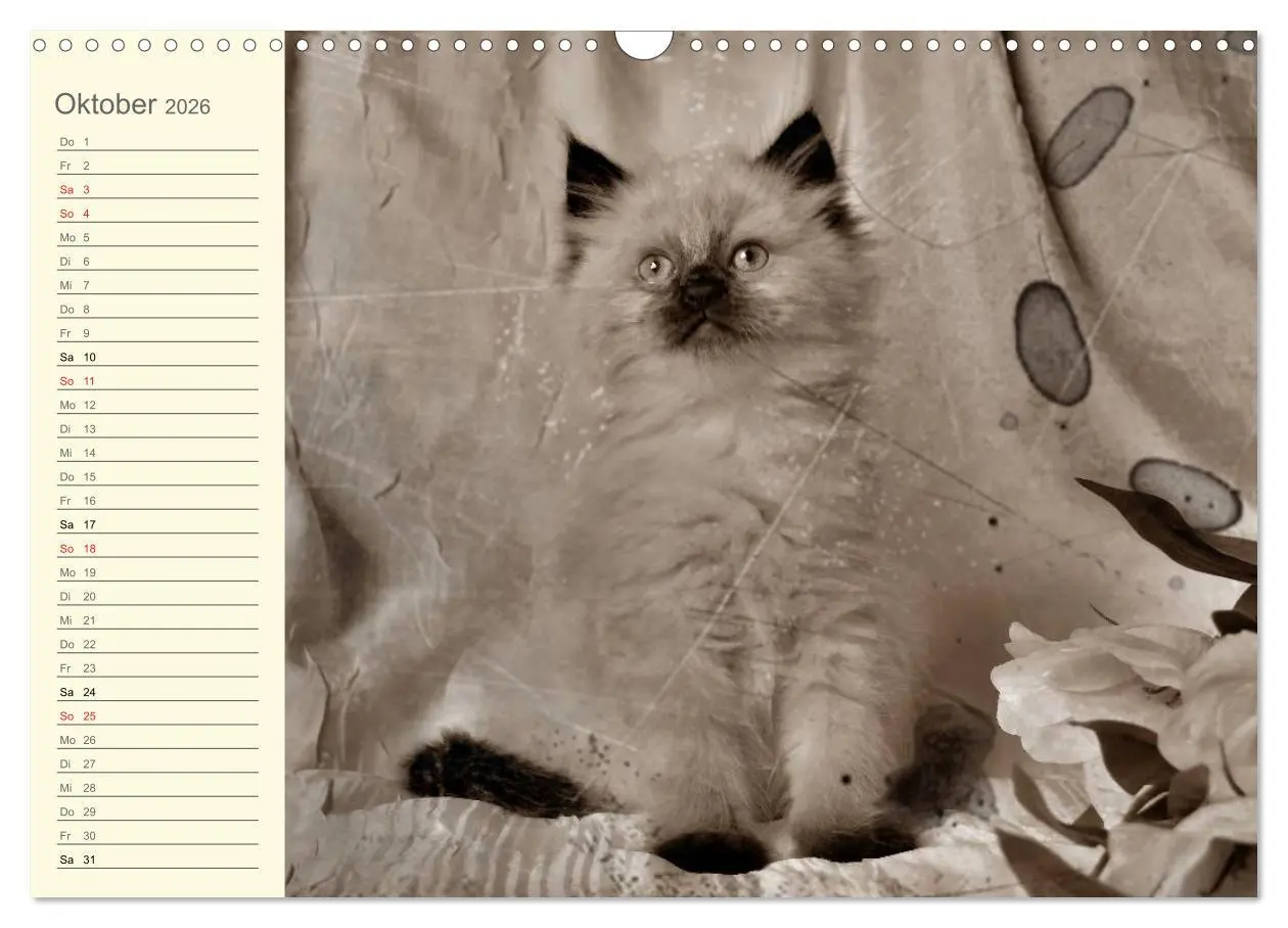 Bild: 9783457997062 | Oma's Katzenkalender 2026 (Wandkalender 2026 DIN A3 quer), CALVENDO...