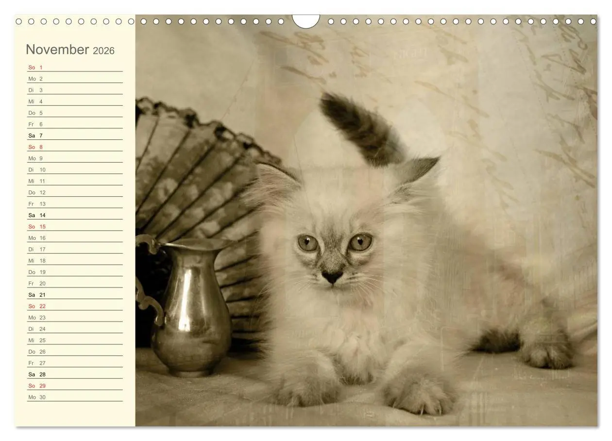 Bild: 9783457997062 | Oma's Katzenkalender 2026 (Wandkalender 2026 DIN A3 quer), CALVENDO...