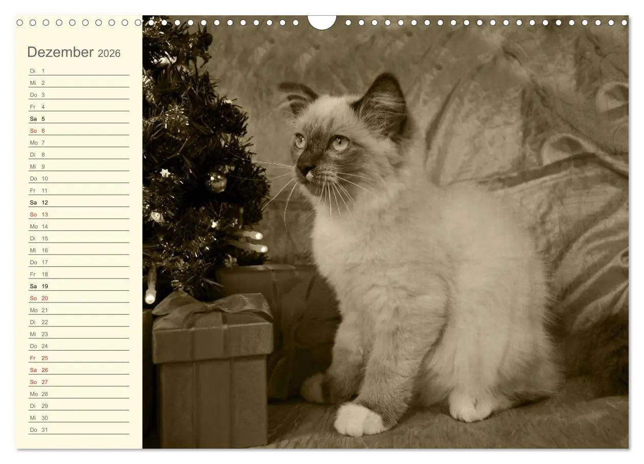 Bild: 9783457997062 | Oma's Katzenkalender 2026 (Wandkalender 2026 DIN A3 quer), CALVENDO...