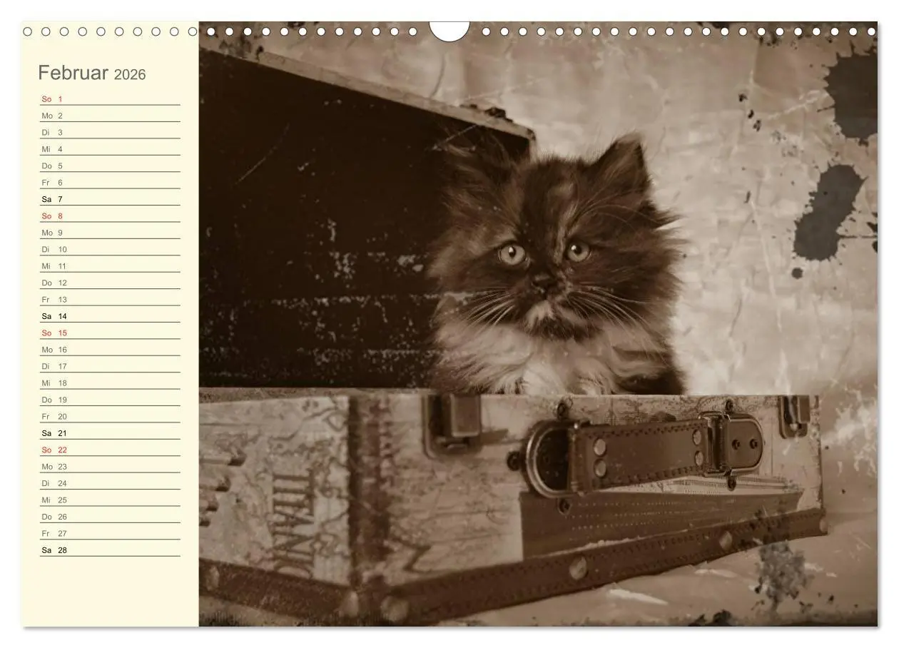 Bild: 9783457997062 | Oma's Katzenkalender 2026 (Wandkalender 2026 DIN A3 quer), CALVENDO...