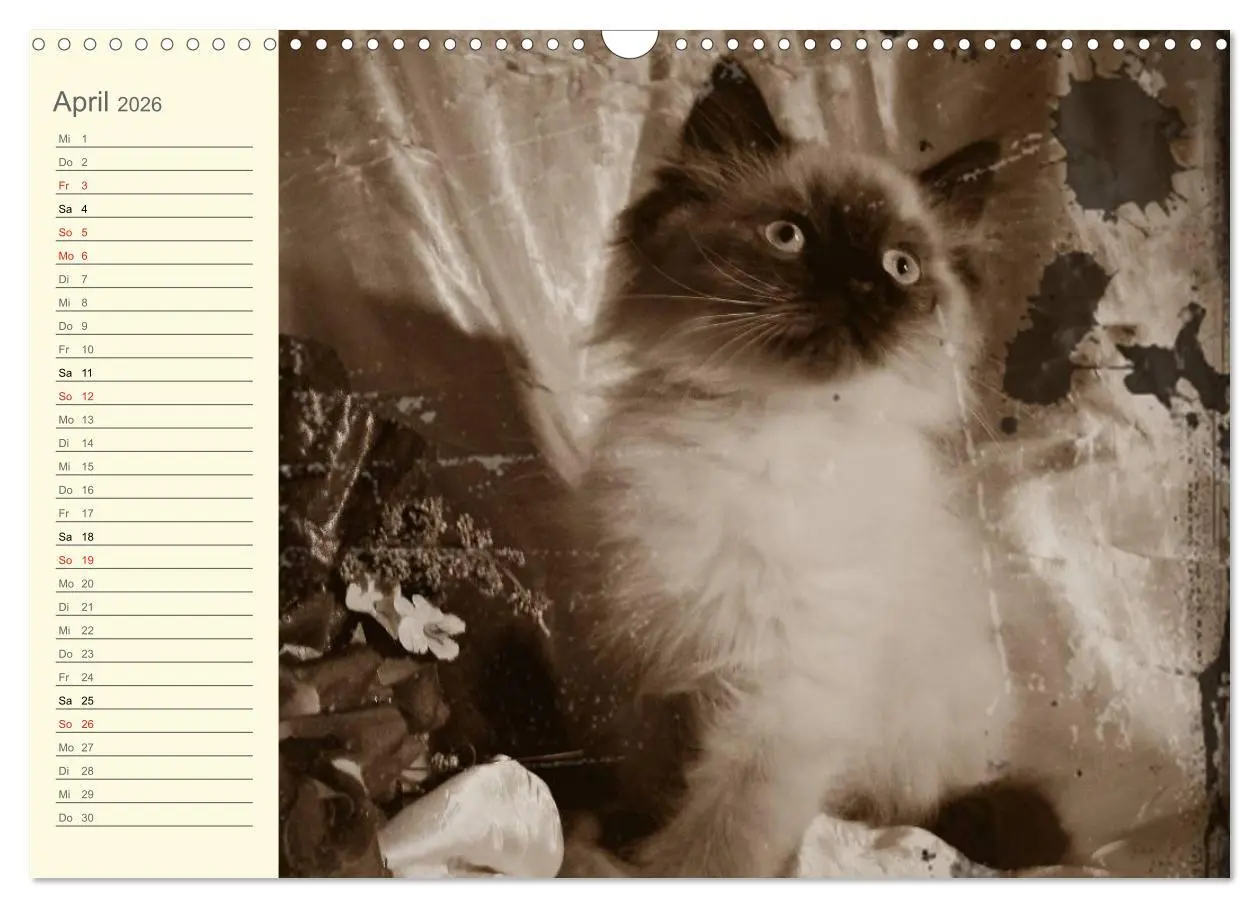 Bild: 9783457997062 | Oma's Katzenkalender 2026 (Wandkalender 2026 DIN A3 quer), CALVENDO...