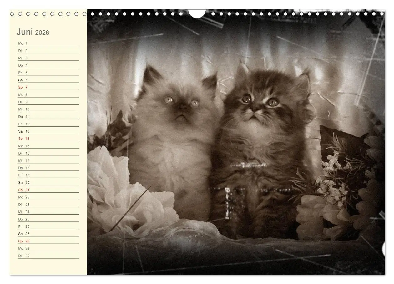Bild: 9783457997062 | Oma's Katzenkalender 2026 (Wandkalender 2026 DIN A3 quer), CALVENDO...