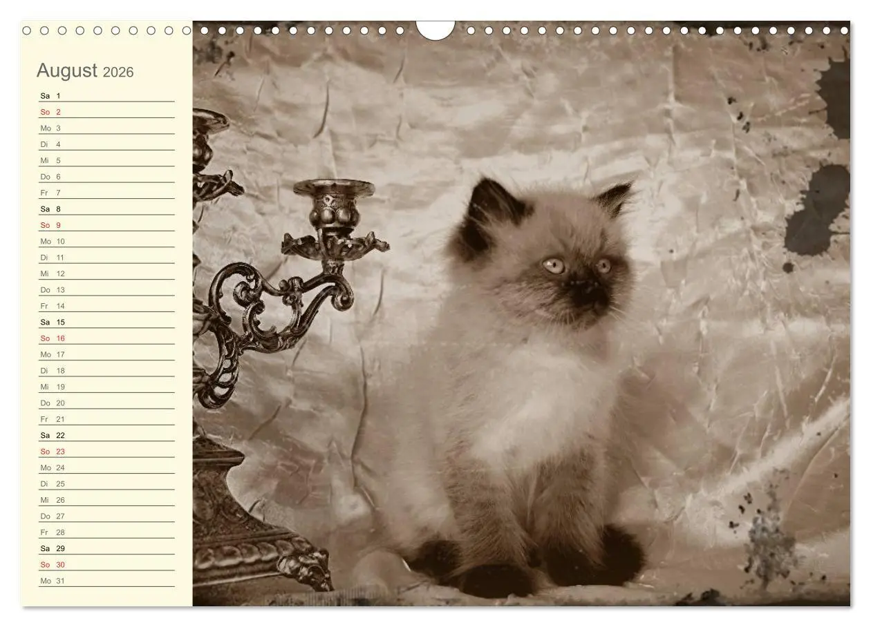 Bild: 9783457997062 | Oma's Katzenkalender 2026 (Wandkalender 2026 DIN A3 quer), CALVENDO...