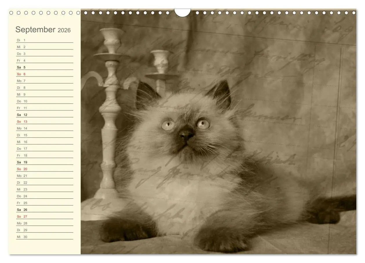 Bild: 9783457997062 | Oma's Katzenkalender 2026 (Wandkalender 2026 DIN A3 quer), CALVENDO...