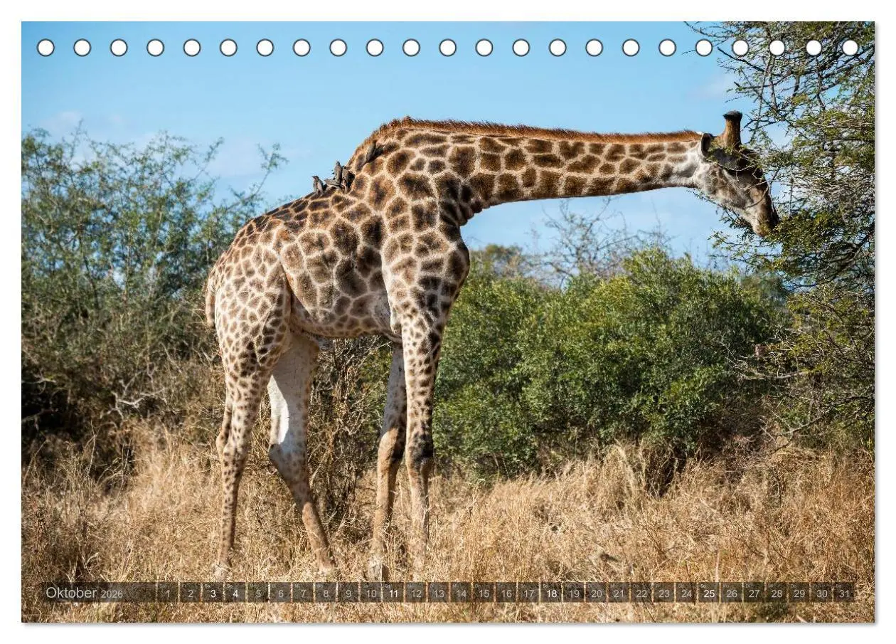 Bild: 9783516087062 | Südafrika - Die Tierwelt (Tischkalender 2026 DIN A5 quer), CALVENDO...