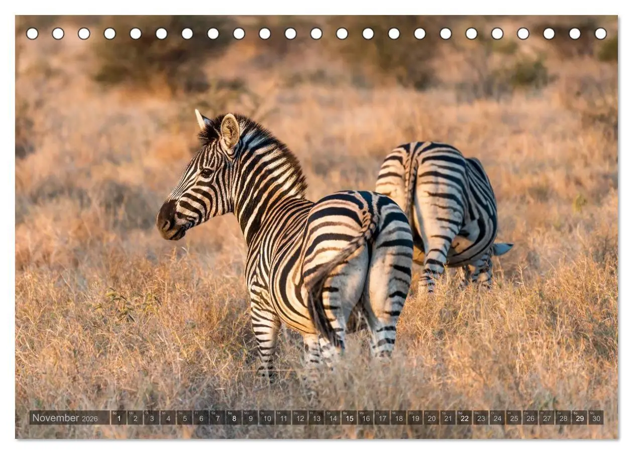 Bild: 9783516087062 | Südafrika - Die Tierwelt (Tischkalender 2026 DIN A5 quer), CALVENDO...