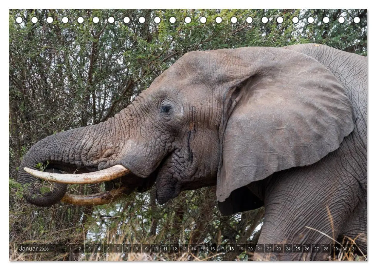 Bild: 9783516087062 | Südafrika - Die Tierwelt (Tischkalender 2026 DIN A5 quer), CALVENDO...