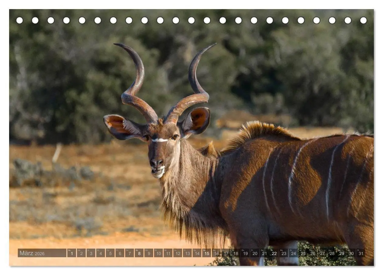 Bild: 9783516087062 | Südafrika - Die Tierwelt (Tischkalender 2026 DIN A5 quer), CALVENDO...