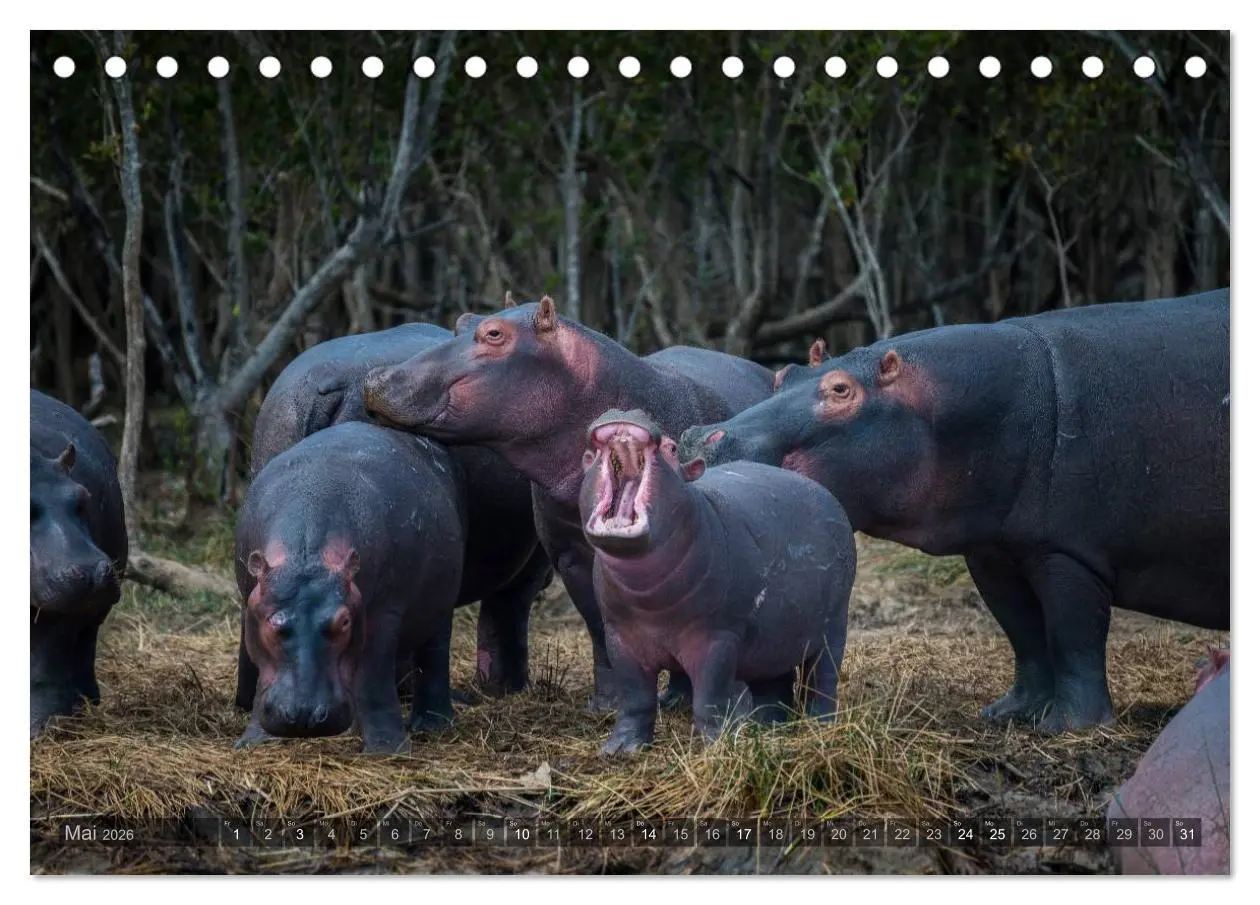 Bild: 9783516087062 | Südafrika - Die Tierwelt (Tischkalender 2026 DIN A5 quer), CALVENDO...