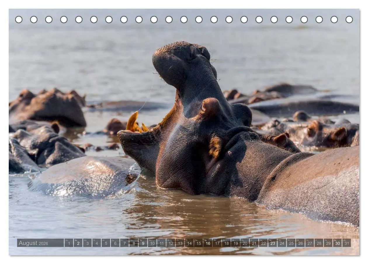 Bild: 9783516087062 | Südafrika - Die Tierwelt (Tischkalender 2026 DIN A5 quer), CALVENDO...