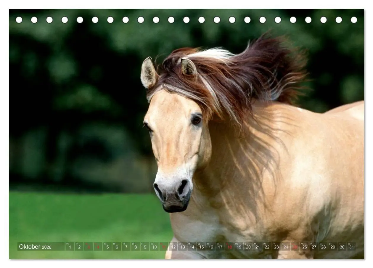 Bild: 9783516157062 | Fjordpferde - Norweger (Tischkalender 2026 DIN A5 quer), CALVENDO...
