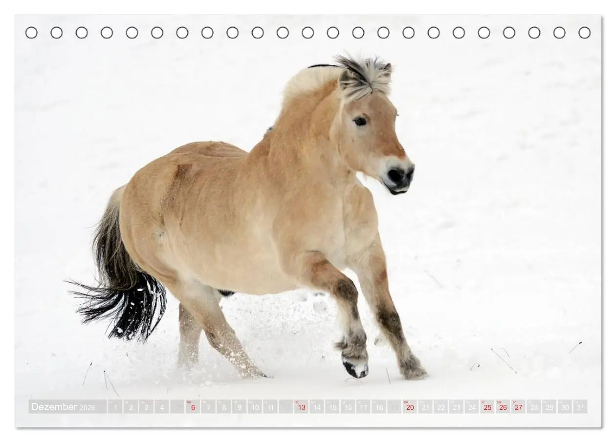 Bild: 9783516157062 | Fjordpferde - Norweger (Tischkalender 2026 DIN A5 quer), CALVENDO...