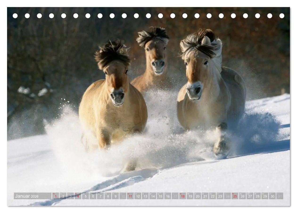 Bild: 9783516157062 | Fjordpferde - Norweger (Tischkalender 2026 DIN A5 quer), CALVENDO...
