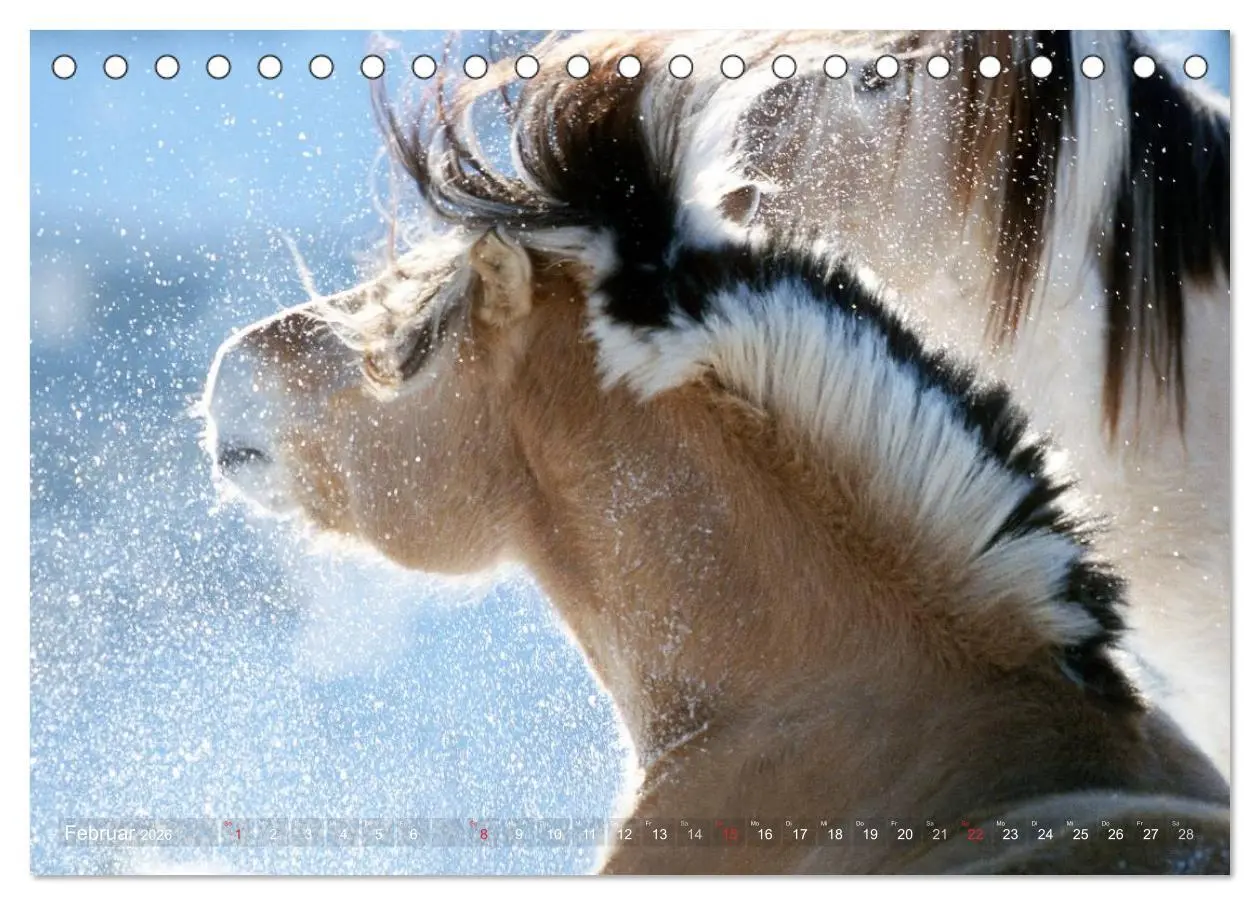 Bild: 9783516157062 | Fjordpferde - Norweger (Tischkalender 2026 DIN A5 quer), CALVENDO...