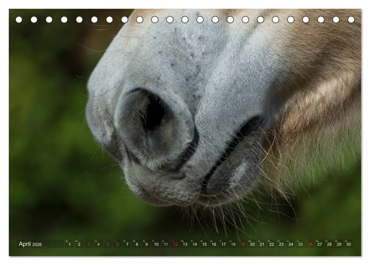 Bild: 9783516157062 | Fjordpferde - Norweger (Tischkalender 2026 DIN A5 quer), CALVENDO...