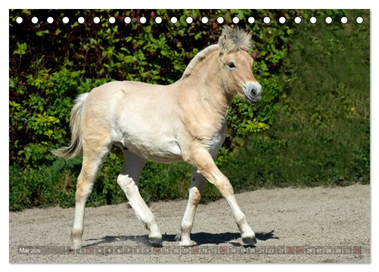 Bild: 9783516157062 | Fjordpferde - Norweger (Tischkalender 2026 DIN A5 quer), CALVENDO...