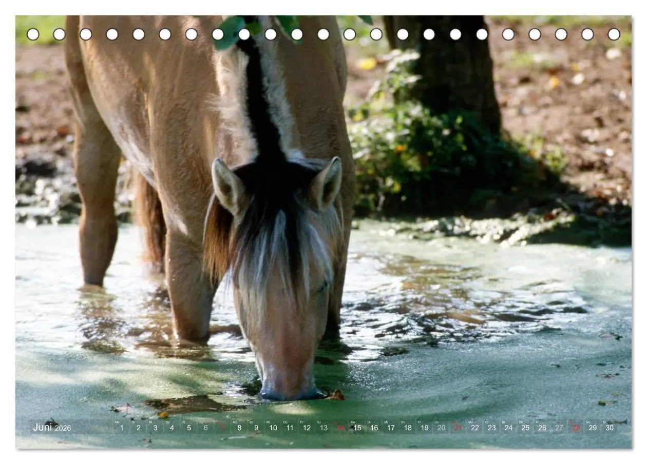 Bild: 9783516157062 | Fjordpferde - Norweger (Tischkalender 2026 DIN A5 quer), CALVENDO...
