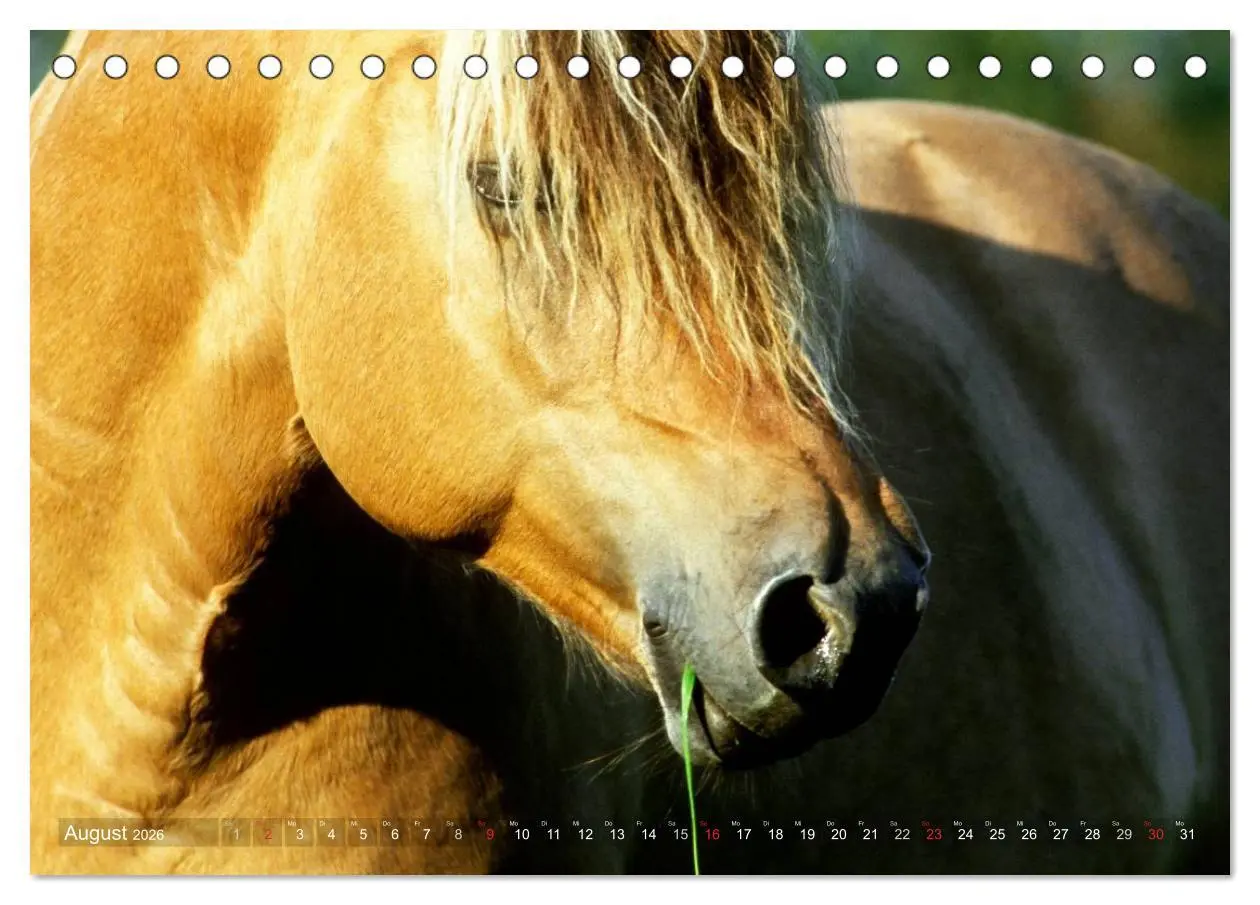 Bild: 9783516157062 | Fjordpferde - Norweger (Tischkalender 2026 DIN A5 quer), CALVENDO...