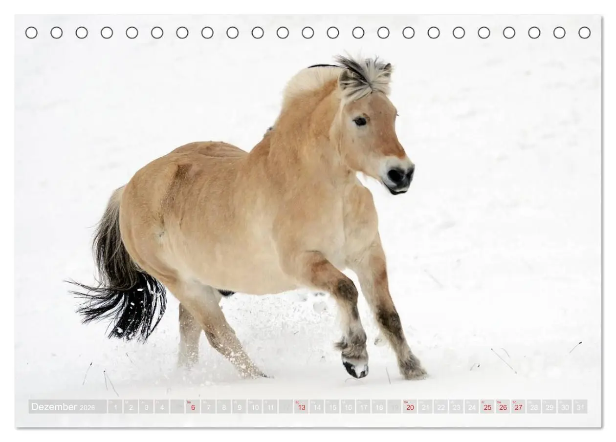 Bild: 9783516157062 | Fjordpferde - Norweger (Tischkalender 2026 DIN A5 quer), CALVENDO...