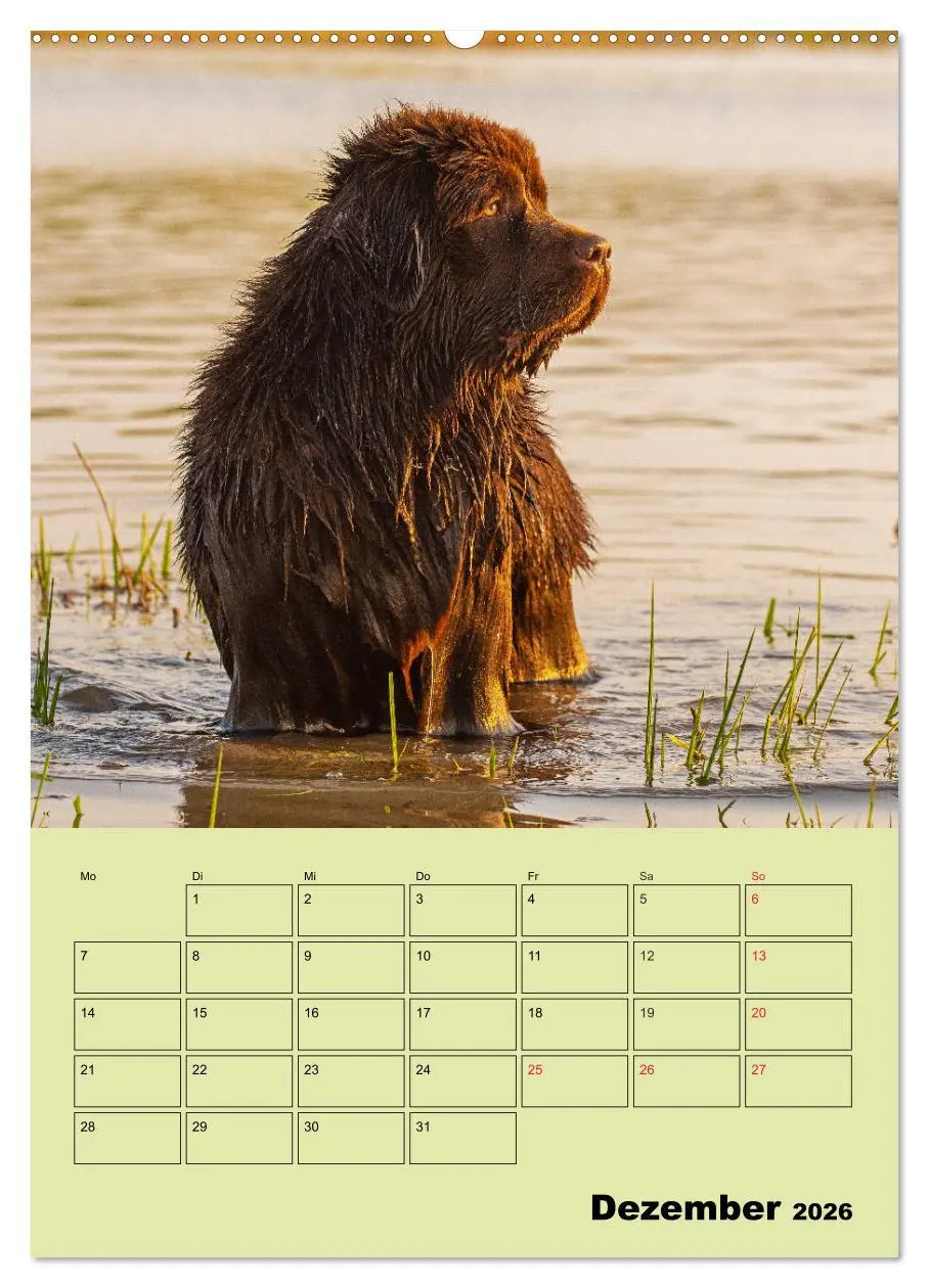 Bild: 9783516387162 | Bärige Freunde - Familienplaner Brauner Neufundländer (Wandkalender...