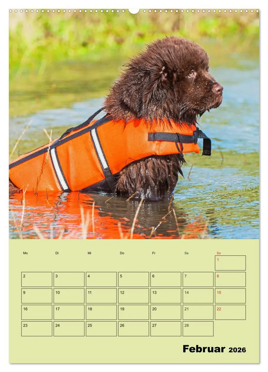 Bild: 9783516387162 | Bärige Freunde - Familienplaner Brauner Neufundländer (Wandkalender...