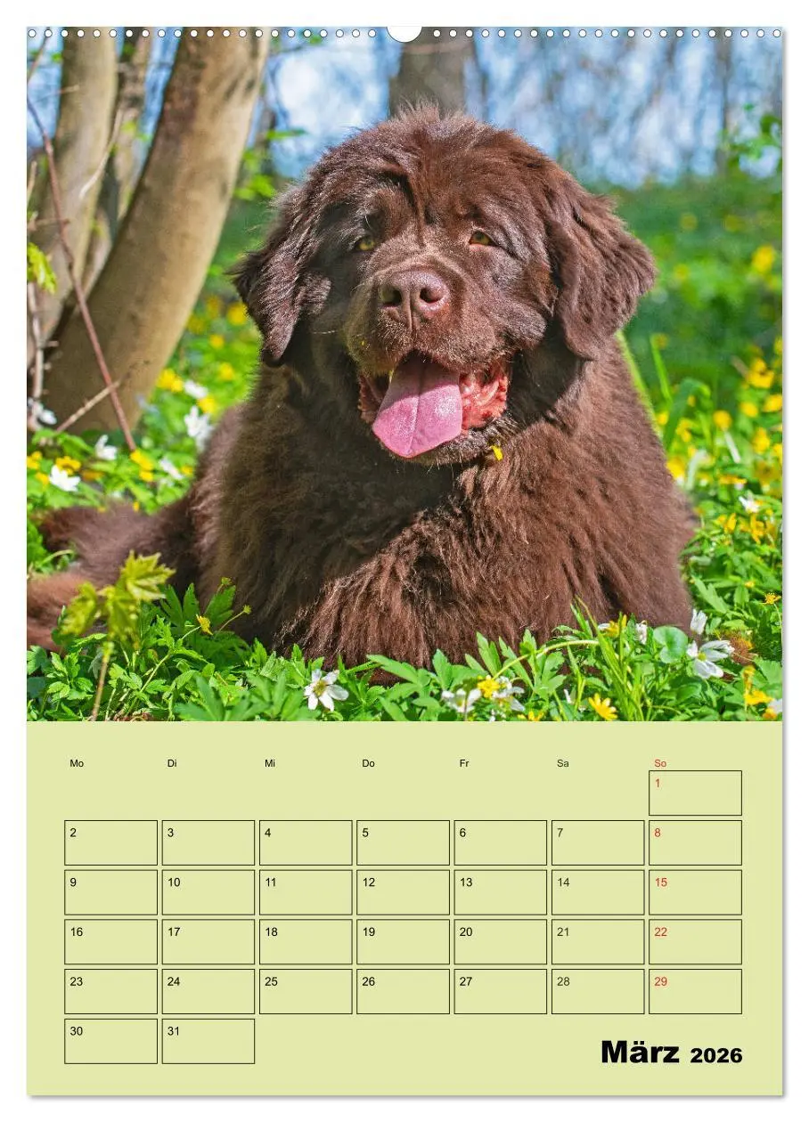 Bild: 9783516387162 | Bärige Freunde - Familienplaner Brauner Neufundländer (Wandkalender...