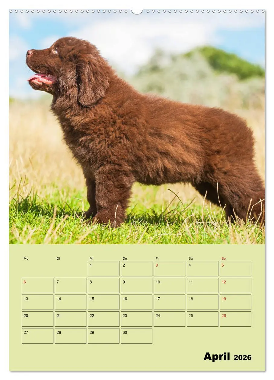 Bild: 9783516387162 | Bärige Freunde - Familienplaner Brauner Neufundländer (Wandkalender...