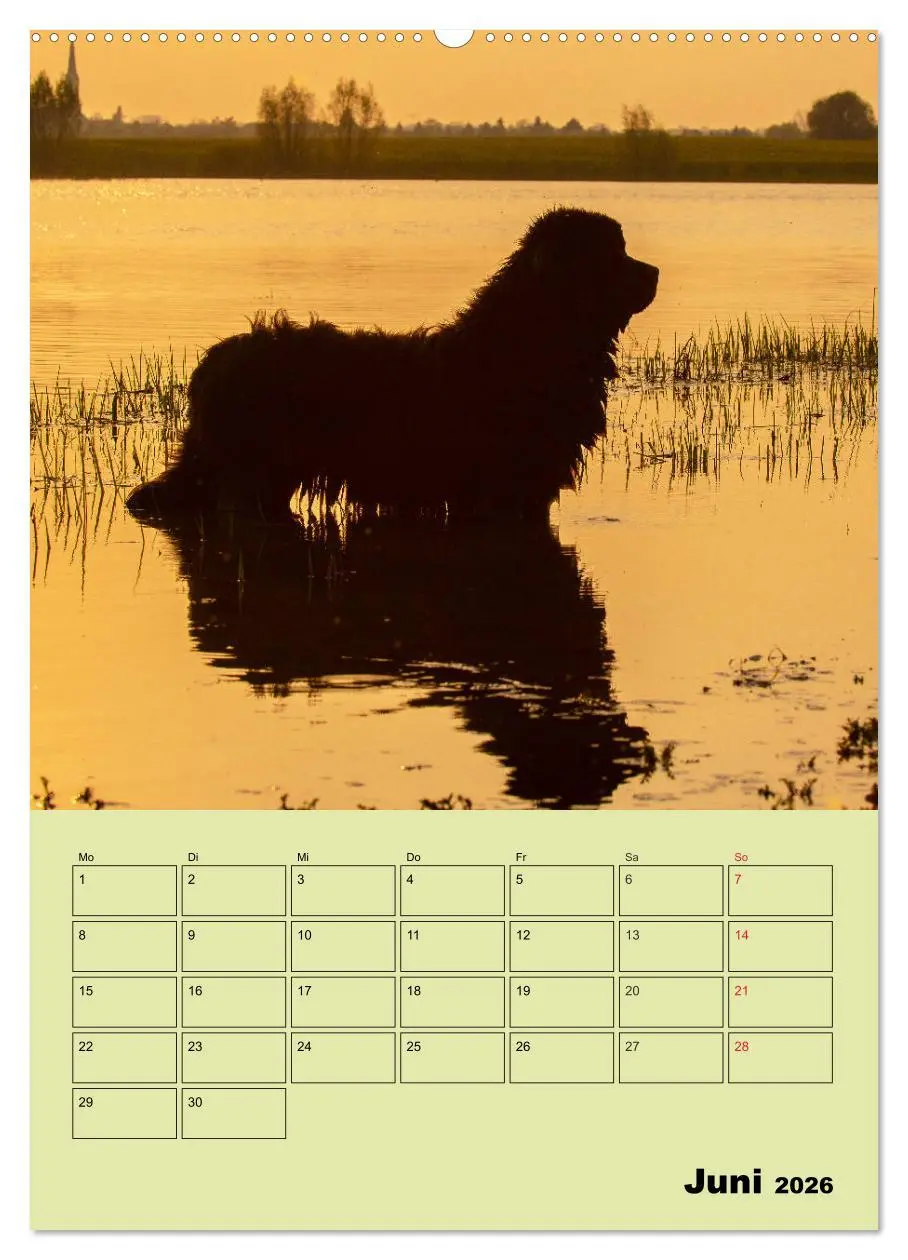 Bild: 9783516387162 | Bärige Freunde - Familienplaner Brauner Neufundländer (Wandkalender...