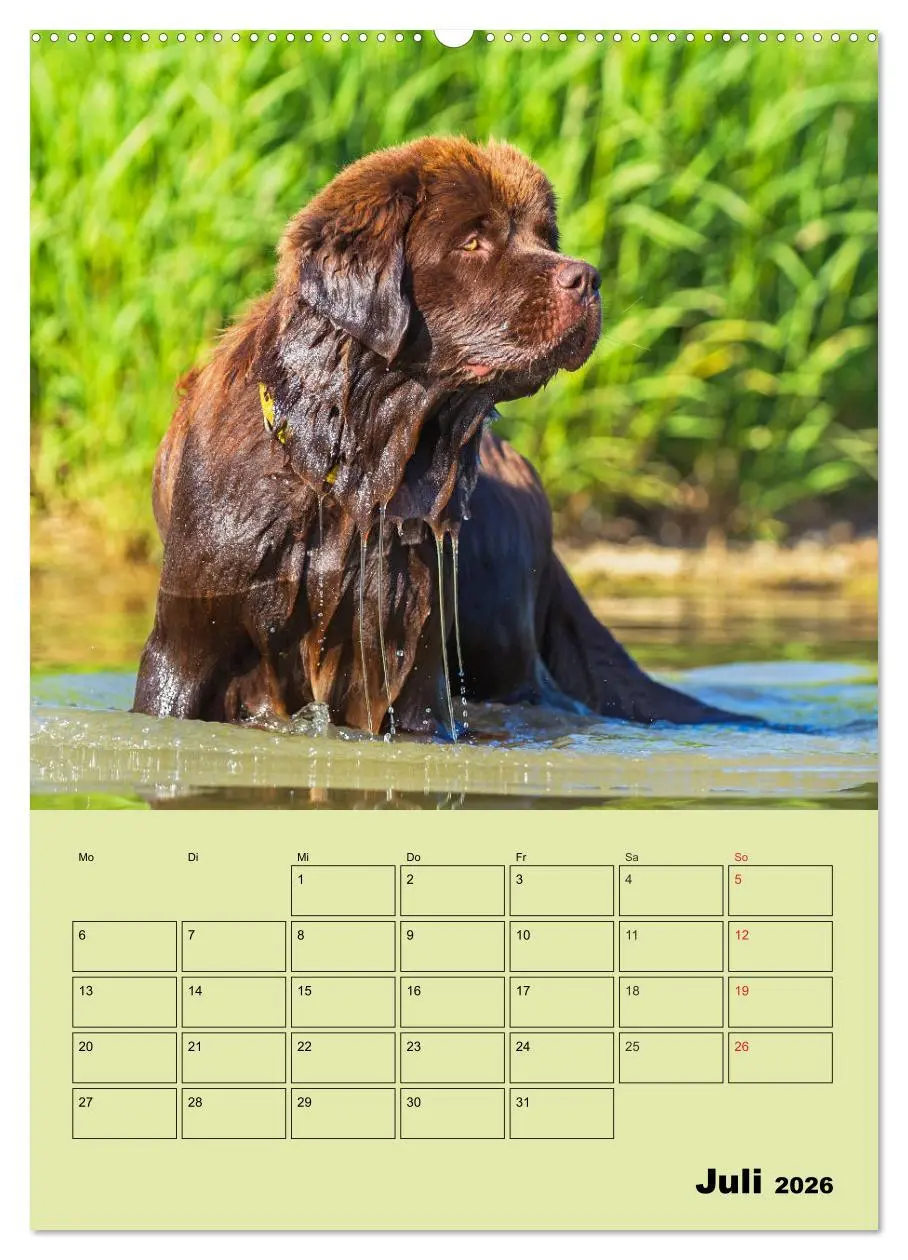 Bild: 9783516387162 | Bärige Freunde - Familienplaner Brauner Neufundländer (Wandkalender...