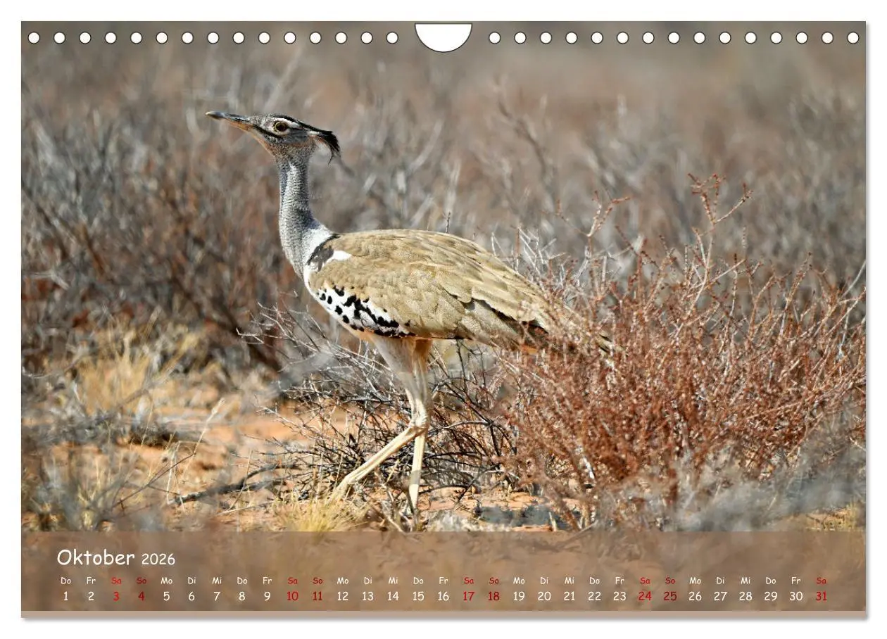 Bild: 9783457357262 | Kgalagadi - Fauna und Wildtiere in der Kalahari (Wandkalender 2026...