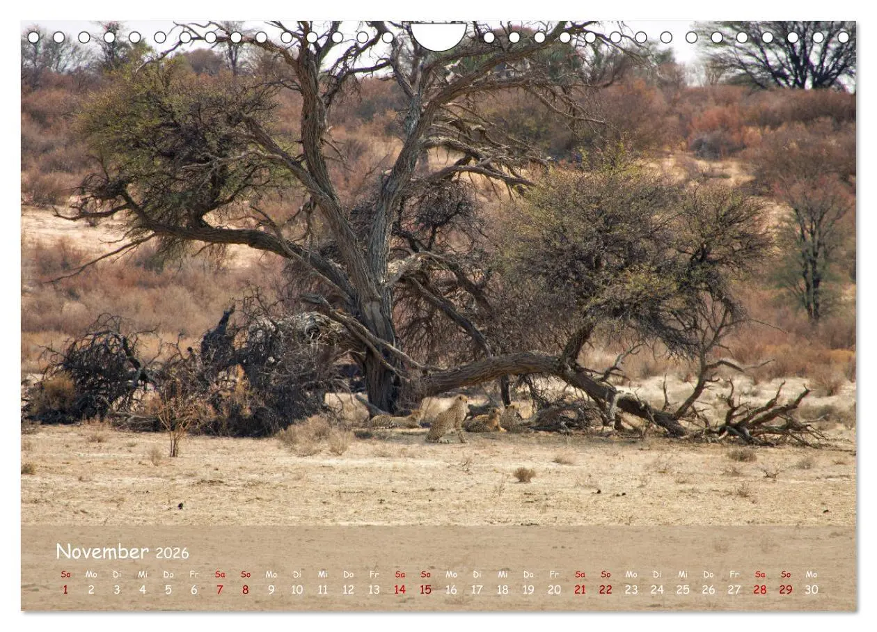 Bild: 9783457357262 | Kgalagadi - Fauna und Wildtiere in der Kalahari (Wandkalender 2026...