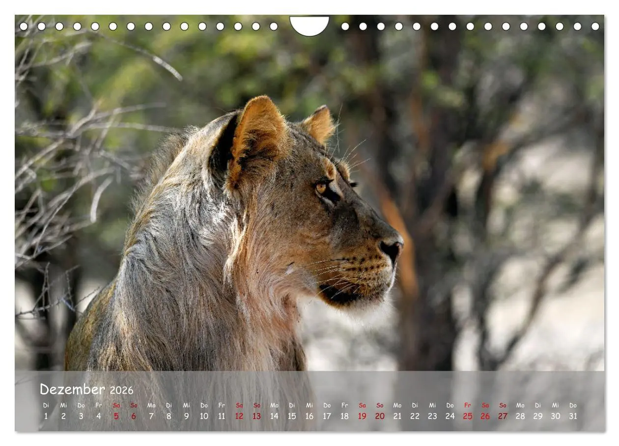 Bild: 9783457357262 | Kgalagadi - Fauna und Wildtiere in der Kalahari (Wandkalender 2026...