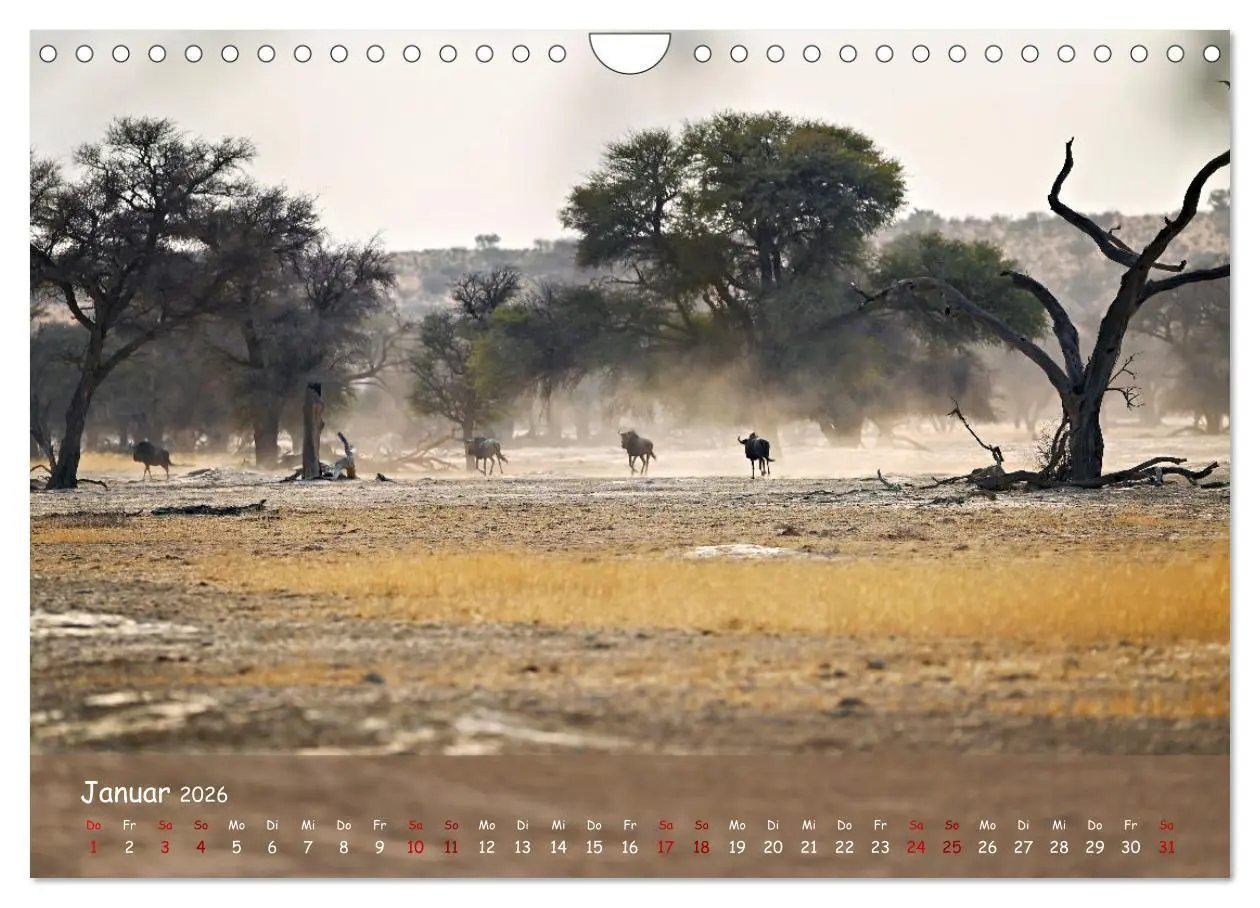Bild: 9783457357262 | Kgalagadi - Fauna und Wildtiere in der Kalahari (Wandkalender 2026...