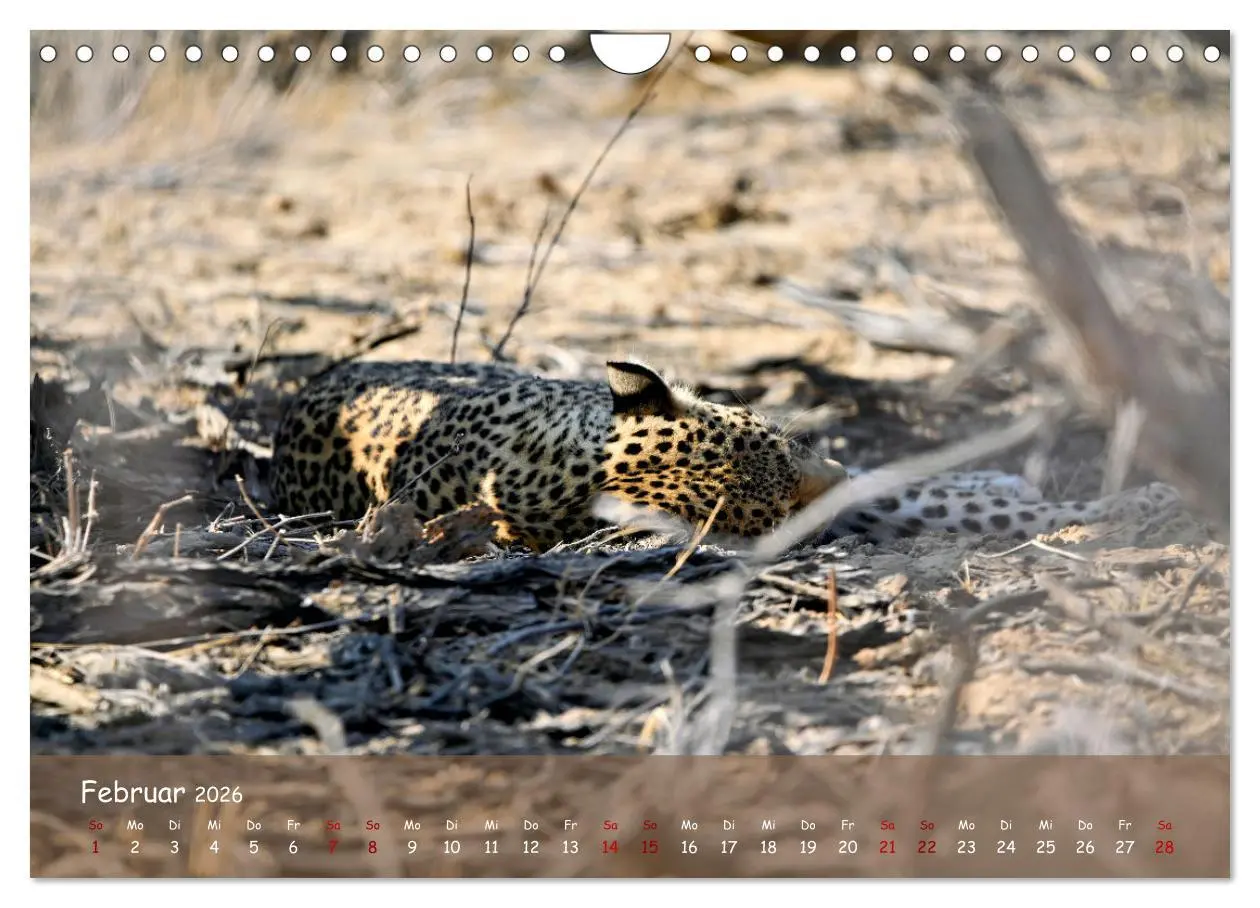 Bild: 9783457357262 | Kgalagadi - Fauna und Wildtiere in der Kalahari (Wandkalender 2026...