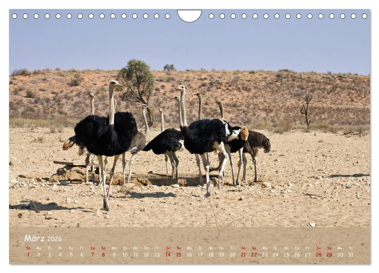 Bild: 9783457357262 | Kgalagadi - Fauna und Wildtiere in der Kalahari (Wandkalender 2026...