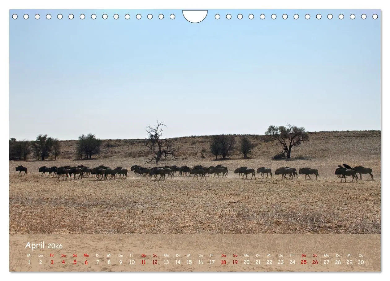Bild: 9783457357262 | Kgalagadi - Fauna und Wildtiere in der Kalahari (Wandkalender 2026...