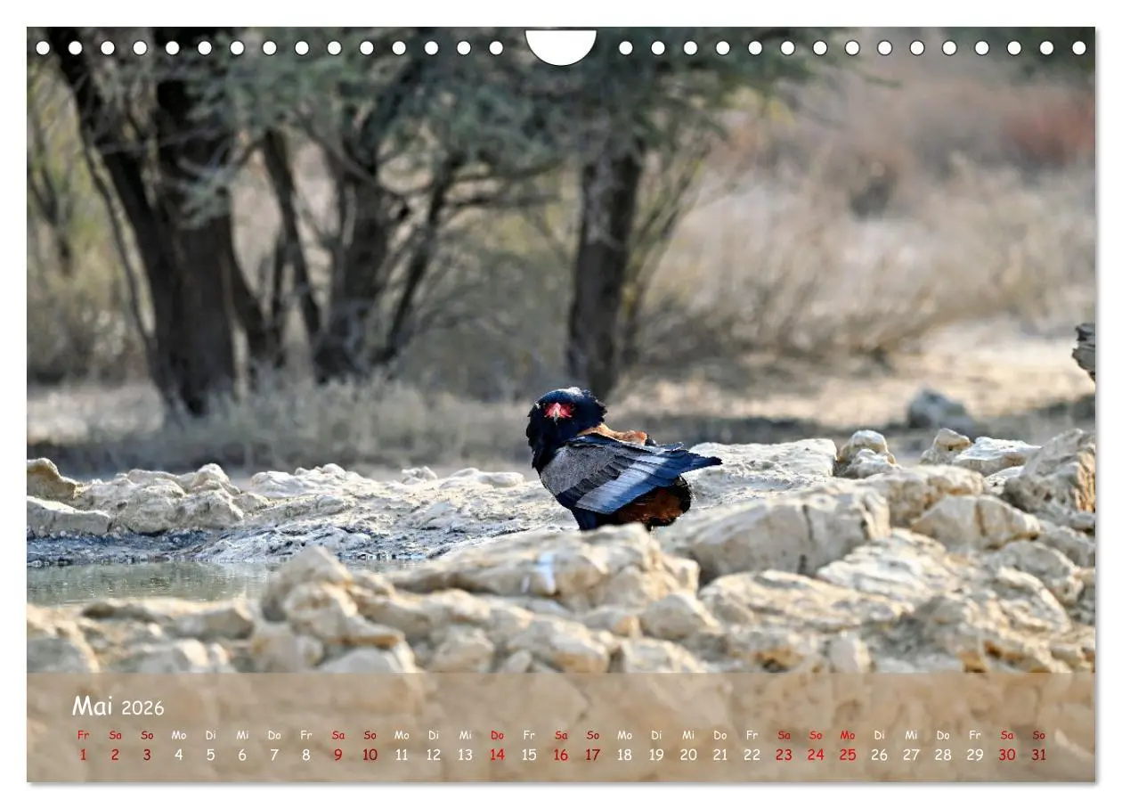 Bild: 9783457357262 | Kgalagadi - Fauna und Wildtiere in der Kalahari (Wandkalender 2026...