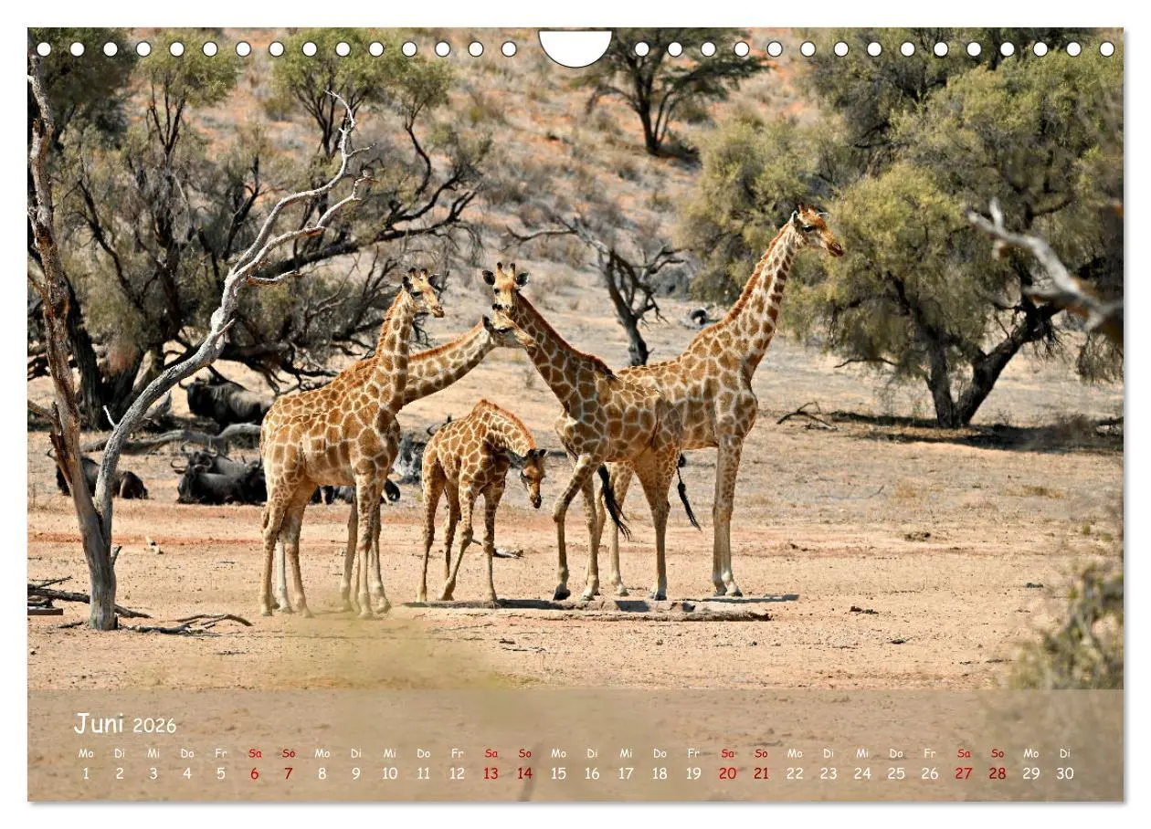 Bild: 9783457357262 | Kgalagadi - Fauna und Wildtiere in der Kalahari (Wandkalender 2026...