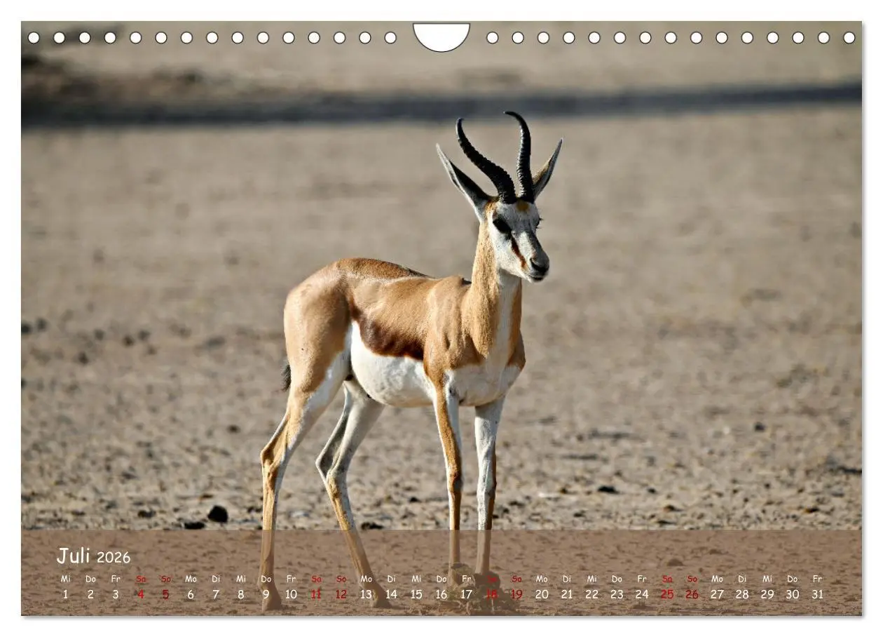 Bild: 9783457357262 | Kgalagadi - Fauna und Wildtiere in der Kalahari (Wandkalender 2026...