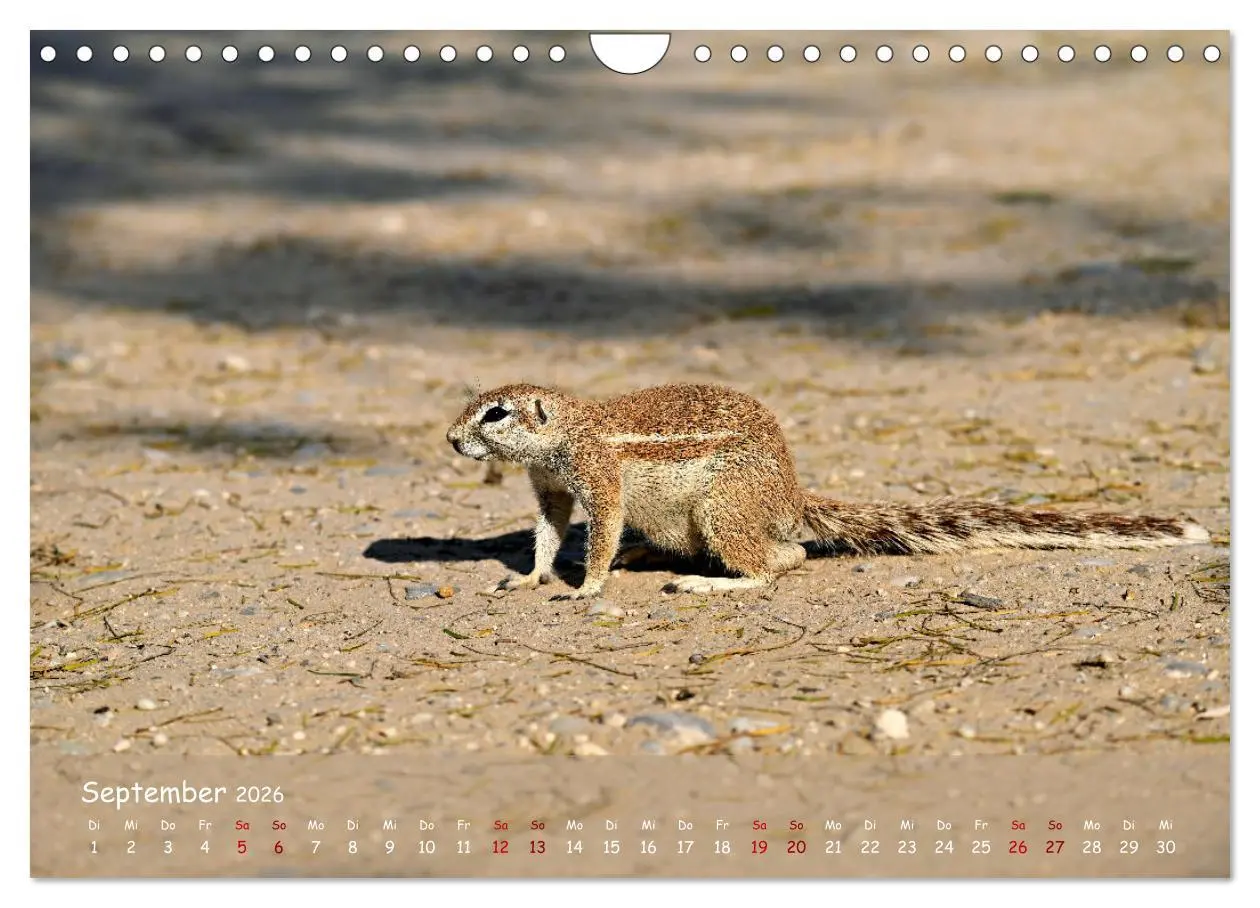 Bild: 9783457357262 | Kgalagadi - Fauna und Wildtiere in der Kalahari (Wandkalender 2026...