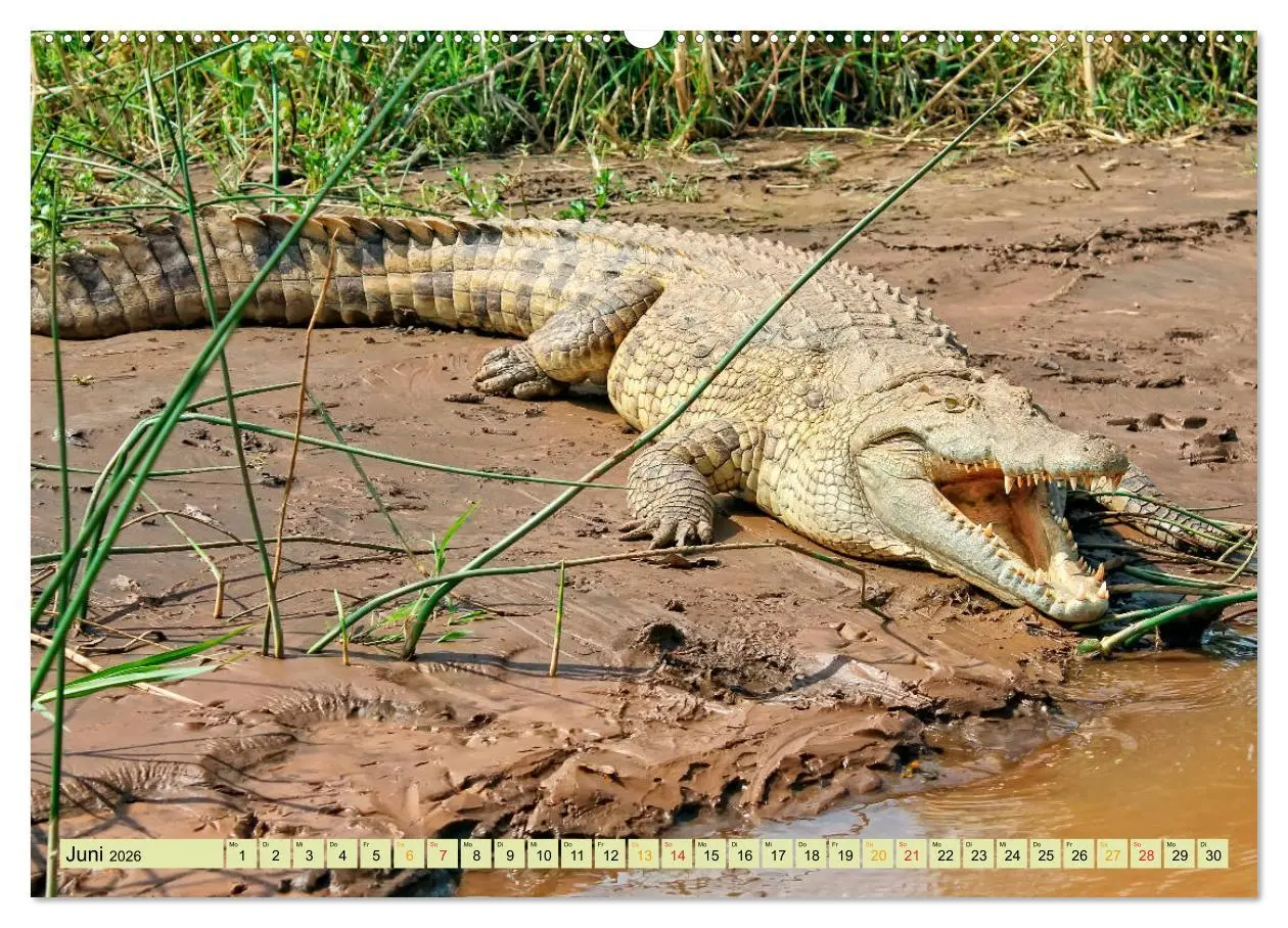 Bild: 9783457737262 | Urzeitreptilien - Krokodil (hochwertiger Premium Wandkalender 2026...