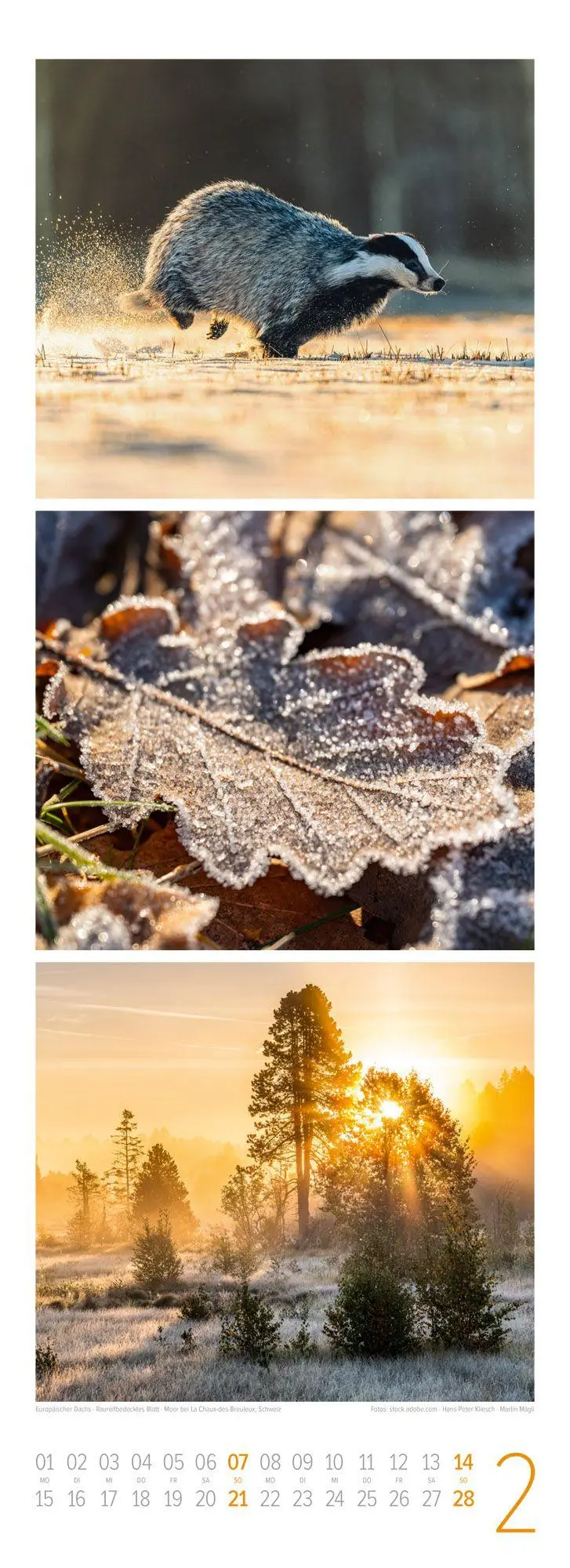 Bild: 9783838427362 | Waldleben Triplet-Kalender 2027 Spaziergang durch heimische Wälder